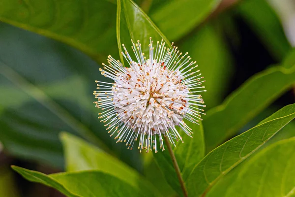 Flores Nativas Norteamérica Cephalanthus Occidentalis También Conocido Como Common Buttonbush —  Fotos de Stock