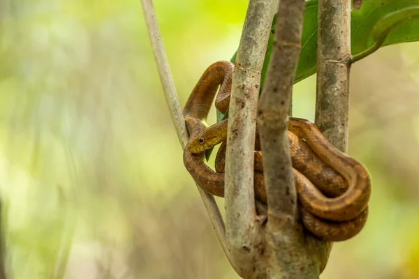 stock image The brown tree snake also known as the brown Catsnake or Cobra-arborea-marron. Species Boiga irregularis.