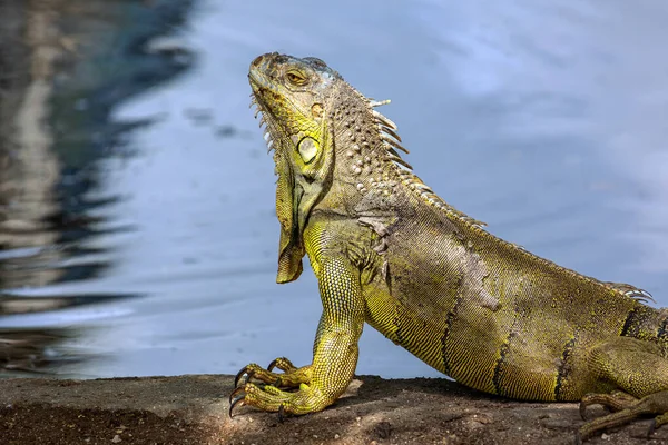 Una Iguana Tomando Sol Iguana Iguana Iguana Reptil Caribeño Animal —  Fotos de Stock