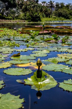 Nymphaeaceae su bitkisi bir gölü süslüyor. Dekorasyon. Doğa.