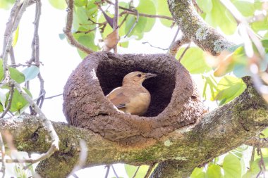 Joao-de-barro olarak bilinen Rufous Hornero yuvası. Evini kilden üremek için inşa eden kuş. Tür Furnarius Rufus. Kuş İzleyici.