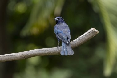 Shiny Cowbird, Chupim ya da Mirlo olarak da bilinir. Brezilya 'nın en tipik siyah kuşunun tüm güzelliği ve varlığı. Tür Molothrus bonariensis. Kuş gözlemcisi. Kuşçuluk