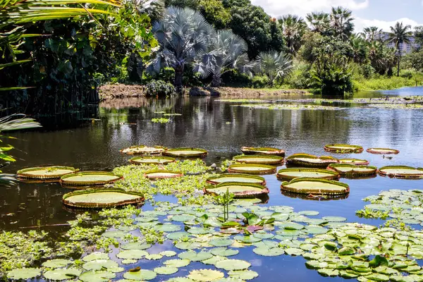 Nymphaeaceae su bitkisi bir gölü süslüyor. Dekorasyon. Doğa.