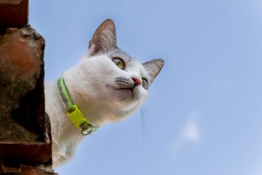 Çatıdaki kedi. Çatıda oturan gri kulaklı beyaz bir dişi kedi. Hayvanlar Dünyası. Hayvan sever. Hayvan savunucusu. Kedi sever.
