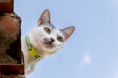 Çatıdaki kedi. Çatıda oturan gri kulaklı beyaz bir dişi kedi. Hayvanlar Dünyası. Hayvan sever. Hayvan savunucusu. Kedi sever.