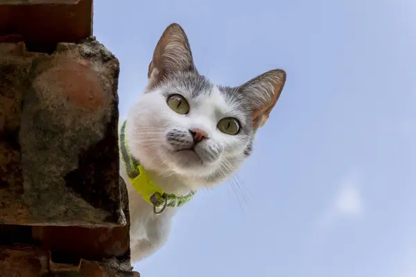 Cat on the roof. A white female cat with gray ear sitting on the top of roof. Animal world. Pet lover. Animals defender. Cat lover