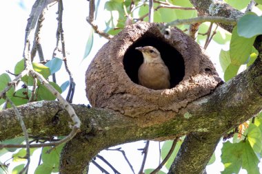 Joao-de-barro olarak bilinen Rufous Hornero yuvası. Evini kilden üremek için inşa eden kuş. Tür Furnarius Rufus. Kuş İzleyici.