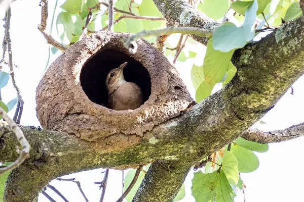 としてジョアオ バーロとして知られている恐ろしいホーネロの巣 粘土から家を建てる鳥が繁殖する 種小名はFarrufus バードウォッチャー — ストック写真