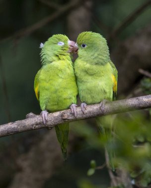 Dala tünemiş bir çift Papağan. Tür Brotogeris chiriri. Brezilya ormanlarının tipik bir muhabbet kuşudur. Kuş gözlemciliği. Kuşçuluk. Papağan Sevgililer Günü. Sevgi.
