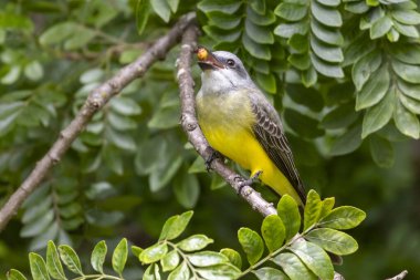 Suiriri olarak da bilinen Tropikal Kingbird bir ağacın dallarına tünemişti. Tyrannus melankolisi. Hayvanlar Dünyası. Kuş gözlemciliği. Sarı kuş. Sinek kapanı. Şarkı söyleyen kuş.