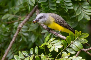 Suiriri olarak da bilinen Tropikal Kingbird bir ağacın dallarına tünemişti. Tyrannus melankolisi. Hayvanlar Dünyası. Kuş gözlemciliği. Sarı kuş. Sinek kapanı. Şarkı söyleyen kuş.