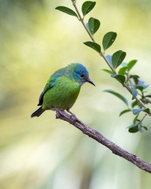 Brezilya 'dan turkuaz bir kuş. Mavi Dacnis 'li bir dişi, bir ağacın dallarına tünemiş Sai-azul olarak da bilinir. Tür Dacnis cayana. Hayvanlar Dünyası. Kuş gözlemciliği. Kuşçuluk.