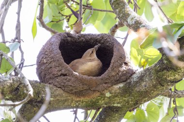 Joao-de-barro olarak bilinen Rufous Hornero yuvası. Evini kilden üremek için inşa eden kuş. Tür Furnarius Rufus. Kuş İzleyici.