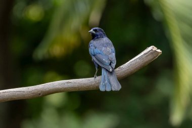 Shiny Cowbird, Chupim ya da Mirlo olarak da bilinir. Brezilya 'nın en tipik siyah kuşunun tüm güzelliği ve varlığı. Tür Molothrus bonariensis. Kuş gözlemcisi. Kuşçuluk