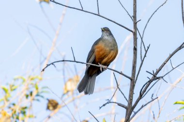 Rufous-Belli Thrush, bir dala tünemiş olan Sabia-laranjeira olarak da bilinir. Brezilya 'nın sembol kuşu. Kuş gözlemciliği. Kuş sever. Kuşçuluk. Türleri Turdus rufiventris