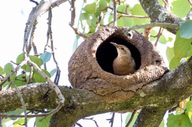Joao-de-barro olarak bilinen Rufous Hornero yuvası. Evini kilden üremek için inşa eden kuş. Tür Furnarius Rufus. Kuş İzleyici.