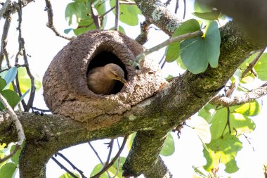 Joao-de-barro olarak bilinen Rufous Hornero yuvası. Evini kilden üremek için inşa eden kuş. Tür Furnarius Rufus. Kuş İzleyici.