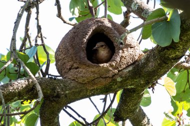 Joao-de-barro olarak bilinen Rufous Hornero yuvası. Evini kilden üremek için inşa eden kuş. Tür Furnarius Rufus. Kuş İzleyici.