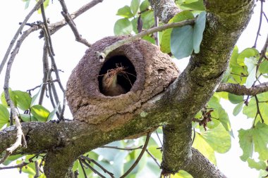 Joao-de-barro olarak bilinen Rufous Hornero yuvası. Evini kilden üremek için inşa eden kuş. Tür Furnarius Rufus. Kuş İzleyici.