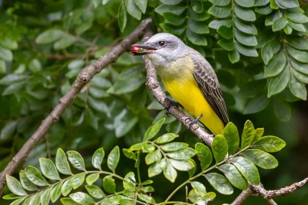 The Tropical Kingbird also known as Suiriri perched on the branches of a tree. Species Tyrannus melancholicus. Animal world. Birdwatching. Yellow bird. Flycatcher. Singing bird.