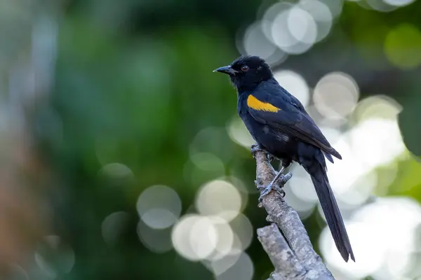 The black winged yellow bird perched on a tree . Specie Icterus pyrrhopterus also know Encontro. Birdwatching. Animal World. Bird lover. Black bird.