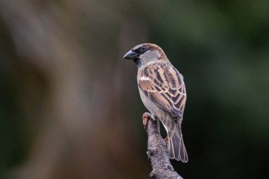 Serçe ayrıca Pardal ya da Gorrion olarak da bilinir. Tür Passer domesticus. Hayvanlar Dünyası. Kuş izleme..