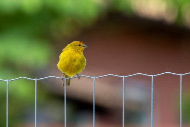 Canario ya da Chirigue Azafranado olarak da bilinen Saffron Finch 'in bir erkeği çitin üzerine tünemiş. Tür Sicalis flaveola. Kuş gözlemcisi. Kuş sever. Kuşçuluk. Sarı Kuş.
