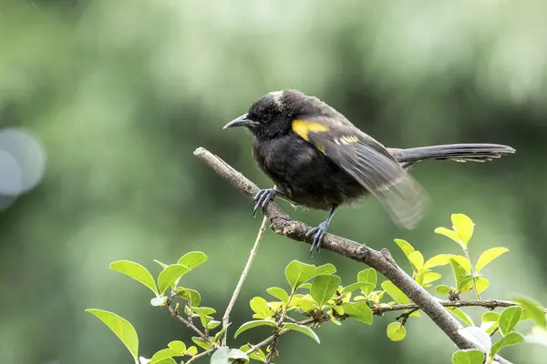 A baby black winged yellow bird singing perched on a tree. Specie Icterus pyrrhopterus also know Encontro. Birdwatching. Animal World. Bird lover. Black bird.