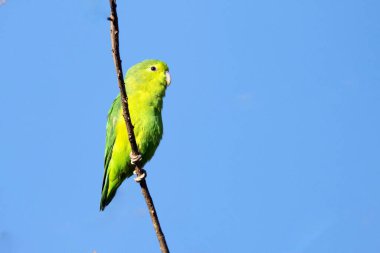 Dişi bir Mavi Kanatlı Parrotlet, Tuim olarak da bilinir. Tür Forpus xanthopterygius. Hayvanlar Dünyası. Kuş sever. Kuş gözlemciliği. Kuşçuluk. Brezilya 'daki en küçük papağan..