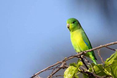 Mavi kanatlı bir Parrotlet, Tuim 'in dala tünediğini de bilir. Tür Forpus xanthopterygius. Hayvanlar Dünyası. Kuş sever. Kuş gözlemciliği. Kuşçuluk. Brezilya 'daki en küçük papağan..