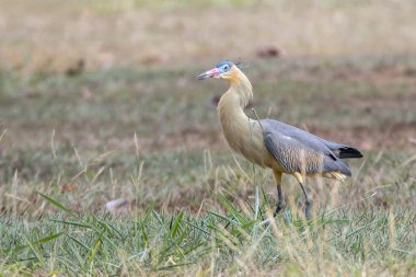 Islık çalan balıkçıl, tarlada böcek avlayan Maria Faceira olarak da bilinir. Tür Syrigma sibilatrix. Hayvanlar Dünyası. Kuş sever. Kuş gözlemciliği. Kuşçuluk.
