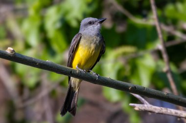Beyaz boğazlı Kingbird aynı zamanda Suiriri-de-garganta-branca olarak da bilinir bir ağacın dallarına tünemiştir. Tür Tyrannus albogularis. Hayvanlar Dünyası. Kuş gözlemciliği. Sarı kuş. Sinek Avcısı.