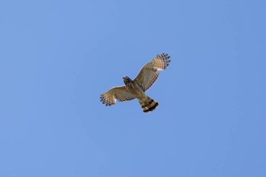 Roadside Hawk 'ın uçuşu Gaviao-carijo olarak da bilinir. Tür Rupornis magnirostris. Hayvanlar Dünyası. Kuş sever. Kuş gözlemciliği. Şahin avı.