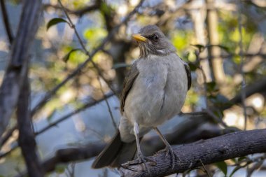 Kremalı Thrush, ağaç dalındaki Sabia Poca ya da Zorzal Chalchalero olarak da bilinir. Türleri Turdus amaurochalinus. Kuş gözlemciliği. Hayvanlar Dünyası. Kuşçuluk.