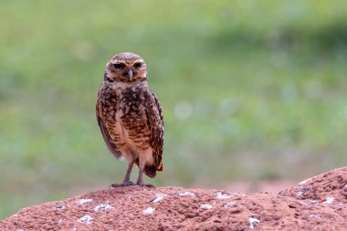 Karınca yuvasının tepesinde bir Kazan Baykuş ya da Şans Baykuşu. Tür Athene Cunicularia. Amerikan baykuşunun büyük sarı gözleri. Kuş sever. Kuş gözlemciliği. Kuşçuluk.