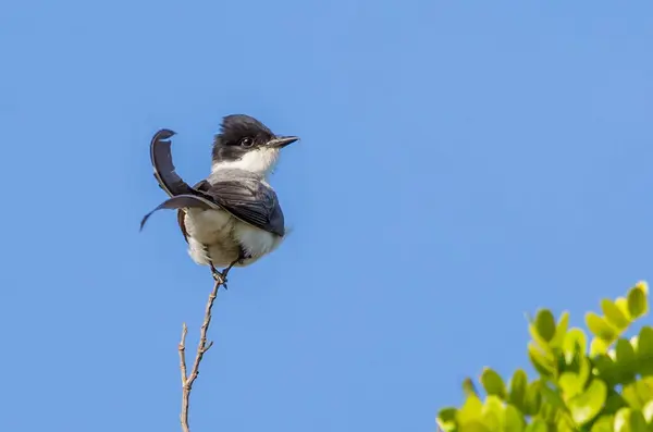 Southern Fork Ουρά Flycatcher Επίσης Γνωστή Tesourinha Σκαρφαλωμένο Στο Δέντρο — Φωτογραφία Αρχείου