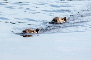 Gölde yüzen bir çift Capybara. Capybara dünyadaki en büyük kemirgendir. Tür Hydrochoerus hydrochaeris. Vahşi yaşam. Cerrado Hayvansever.