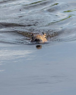 Gölde yüzen bir Capybara. Capybara dünyadaki en büyük kemirgendir. Tür Hydrochoerus hydrochaeris. Vahşi yaşam. Cerrado Hayvansever.