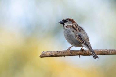 Serçe ayrıca Pardal ya da Gorrion olarak da bilinir. Tür Passer domesticus. Hayvanlar Dünyası. Kuş izleme.