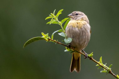 Saffron Finch 'in dişisi Canario ya da Chirigue Azafranado olarak da bilinir. Tür Sicalis flaveola. Kuş gözlemcisi. Kuş sever. Kuşçuluk. Sarı Kuş.