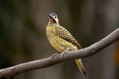 Pica-pau ya da Carpintero olarak da bilinen yeşil çizgili bir ağaçkakan dala tünemişti. Tür Colaptes melanokloros. Kuş gözlemciliği. Kuşçuluk. Kuş sever..
