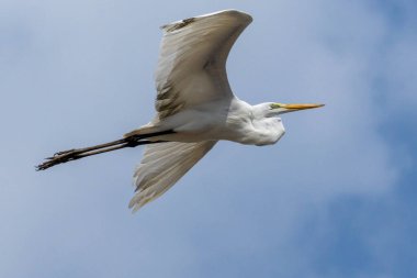 Büyük Egret 'in uçuşu Garca-branca ya da Garceta olarak da bilinir. Tür Ardea Alba. Hayvan hayatı. Kuş gözlemcisi. Amazon bölgesi.