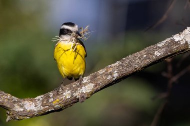 Büyük Kiskadee de yuva yapmayı biliyor. Tür Pitangus sülfür. Hayvanlar Dünyası. Kuş sever. Kuş gözlemciliği. Sinek Avcısı.
