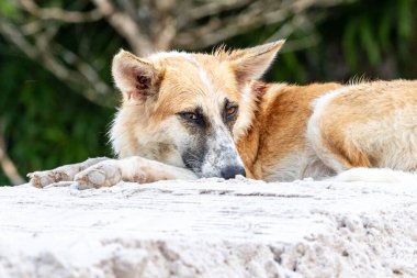 Öğleden sonra güneşinin tadını çıkaran yaşlı bir erkek köpeğin portresi. Hayvanlar Dünyası. Hayvan sever. Hayvan savunucusu. Köpek sever. Son sınıf evcil hayvanı. İt köpek.