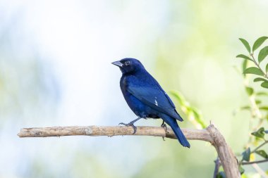 Shiny Cowbird, Chupim ya da Mirlo olarak da bilinir. Brezilya 'nın en tipik siyah kuşunun tüm güzelliği ve varlığı. Tür Molothrus bonariensis. Kuş gözlemcisi. Kuşçuluk