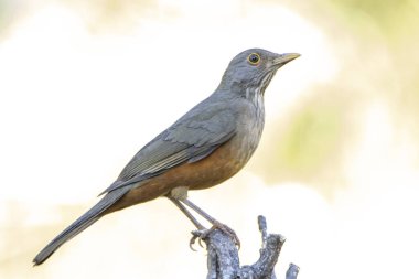 Rufous-Belli Thrush, bir dala tünemiş olan Sabia-laranjeira olarak da bilinir. Brezilya 'nın sembol kuşu. Kuş gözlemciliği. Kuş sever. Kuşçuluk. Türleri Turdus rufiventris