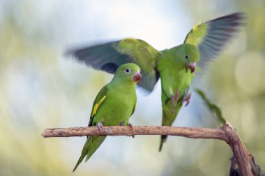 Periquito olarak da bilinen bir çift Parakeet, dala tünemişti. Tür Brotogeris chiriri. Kuş gözlemciliği. Kuşçuluk. Papağan.