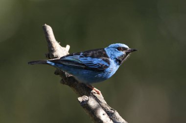 Brezilya 'dan turkuaz bir kuş. Mavi Dacnis 'li bir erkek, bir ağacın dallarına tünemiş Sai-azul olarak da bilinir. Tür Dacnis cayana. Hayvanlar Dünyası. Kuş gözlemciliği. Kuşçuluk.