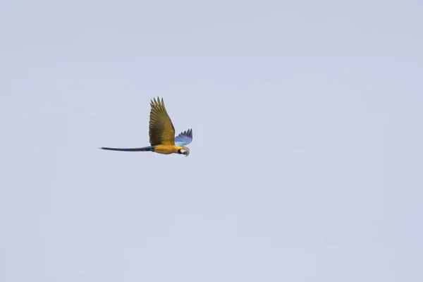 Blå Och Gula Macaws Flykt Arten Ara Arauna Även Känd — Stockfoto