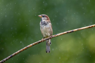 Serçe aynı zamanda Pardal veya Gorrion olarak da bilinir. Tür Passer domesticus. Hayvanlar Dünyası. Kuş izleme.